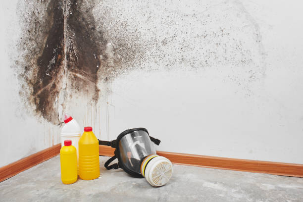 Best Industrial Mold Remediation in Old River Winfree, TX