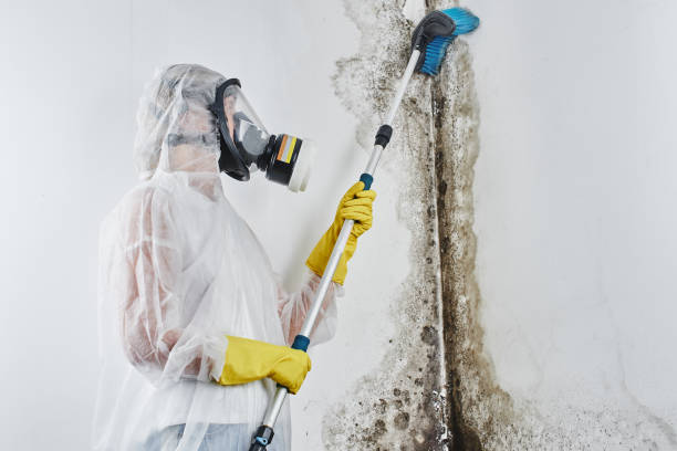 Best DIY Mold Remediation Support Services in Old River Winfree, TX