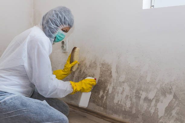 Professional Mold Remediation in Old River Winfree, TX