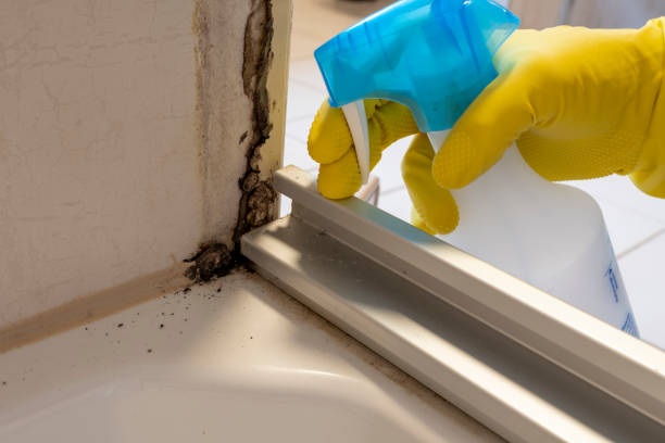Best HVAC Mold Remediation in Old River Winfree, TX