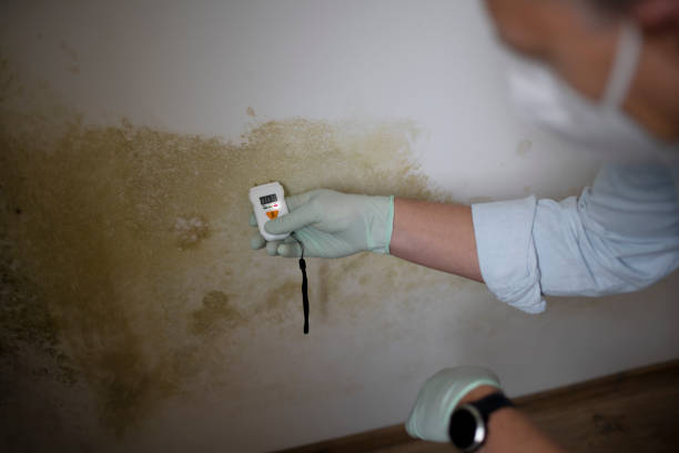 Best Basement Mold Remediation in Old River Winfree, TX