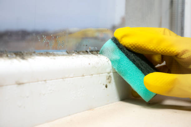 Best DIY Mold Remediation Support Services in Old River Winfree, TX