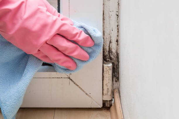 Best Bathroom Mold Remediation in Old River Winfree, TX